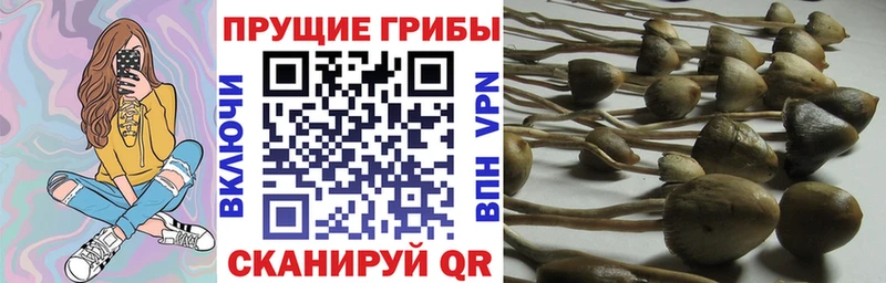 Псилоцибиновые грибы Psilocybine cubensis  Новокузнецк 