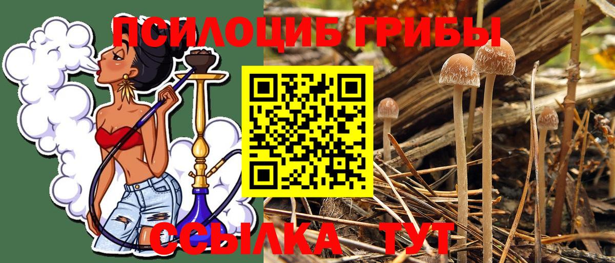 Галлюциногенные грибы Psilocybine cubensis  Новокузнецк  Галлюциногенные грибы мицелий 